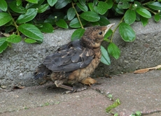junge-Amsel-2010 016.jpg